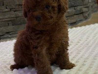 Toy Poodle Safkan