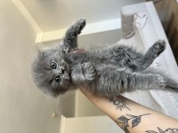 Scottish fold kedimiz için acil ilandır