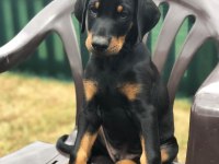 İsteğe Özel Estetik Dobermanlar