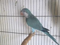 Dna Belgeli Damızlık Erkek Monk Papağanı