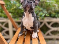 BLUE ERKEK FRENCH BULLDOG YAVRU