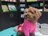 Erkek maltipoo