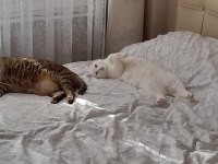 Uslu nazlı kedimiz