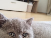 British shorthair erkek kedimiz