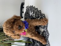 Red Toy Poodle Yavrular