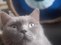 British shorthair dişi
