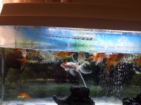 Oranda Japon Balığı