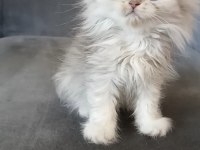 Minnoş kedilerim