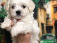 Kore Kan Maltese Terrıer Yavrualrımız