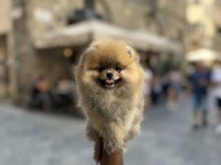 Mersin Pomeranian Boo Yavruları