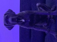 5 aylık aşıları tam cane corso kimlik var