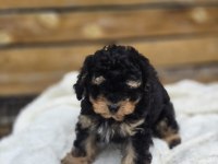 Phantom Poodle Yavru Üretim Çiftliğinden