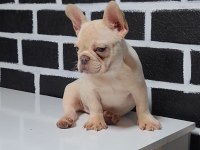Egzotik renk french bulldog bebeklerimiz