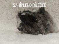 sütten kesilmiş ginepig bebekler