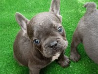 Blue üst kalite french bulldog bebekler