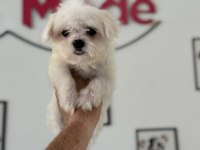 Petmode köpek çiftliğinde ziyarete açık kore maltese