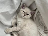2aylık pamuğum (dişi) oyuncu yavru kedi