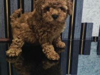 Küçük boy toy poodle değerlendirmeden geçmeyin