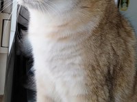 3 yaşında british shorthair şecereli dünya güzeli dişi