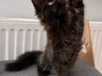 XXL MAINE COON ERKEK