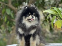 Black tan Pomeranian Boo erkek