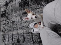 4 aylık güzel chihuahua prensesimiz yeni sahibini arıyor