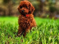 Toy poodle için doğru adres mi arıyorsunuz?