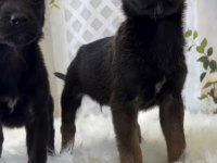 Dünyanın en tatlı bakışlarına sahip malinois burada