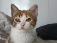 Calico Şans Kedisi