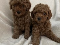 AŞILI WC EĞİTİMLİ TOY POODLE YAVRULAR