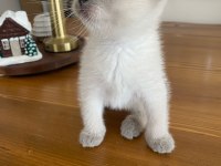 YAVRU KEDİLER