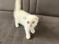 Scottish fold erkek