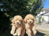 Orjinal Maltipoo yavrularım