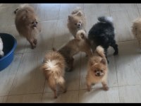 DAMIZLIK POMERANIAN BOO