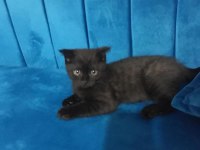 miniklerimiz scottish fold