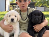 Labrador Retriever Yavrularımız Yeni Ailelerini Bekliyor