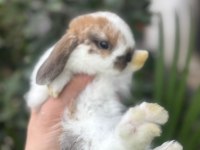 HOLLANDA LOP TAVŞANLARIMIZ