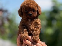 Büyümeyen korsa POODLE bebeklerimiz