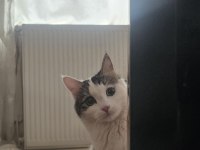 Dişi kedimize cins erkek eş arıyoruz