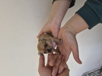 Chihuahua yavrumuz