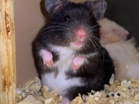 HAMSTER DENİLİNCE AKLA GELEN TEK ADRES BABY FİSH AQUARİM