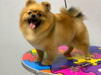 Pomeranian boo