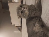 Çok akıllı scottish fold