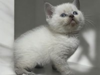 Oyuncu Safkan Sağlıklı british shorthair yavrular