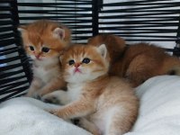 Ny11 black golden british shorthair safkan