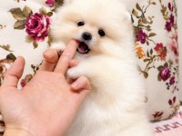 AYI SURAT POMERANİAN BOO