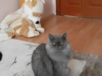 1.5 YAŞINDA BRİTİSH LONGHAİR