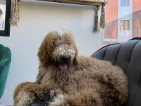 Full eğitimli 6 aylık dev poodle erkek yavru