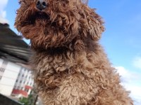 ERKEK POODLE YETİŞKİN