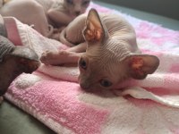 Sphynx 20 mayıs doğumlu oğlanlar